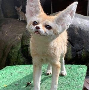 Meet your Posher, Nabil